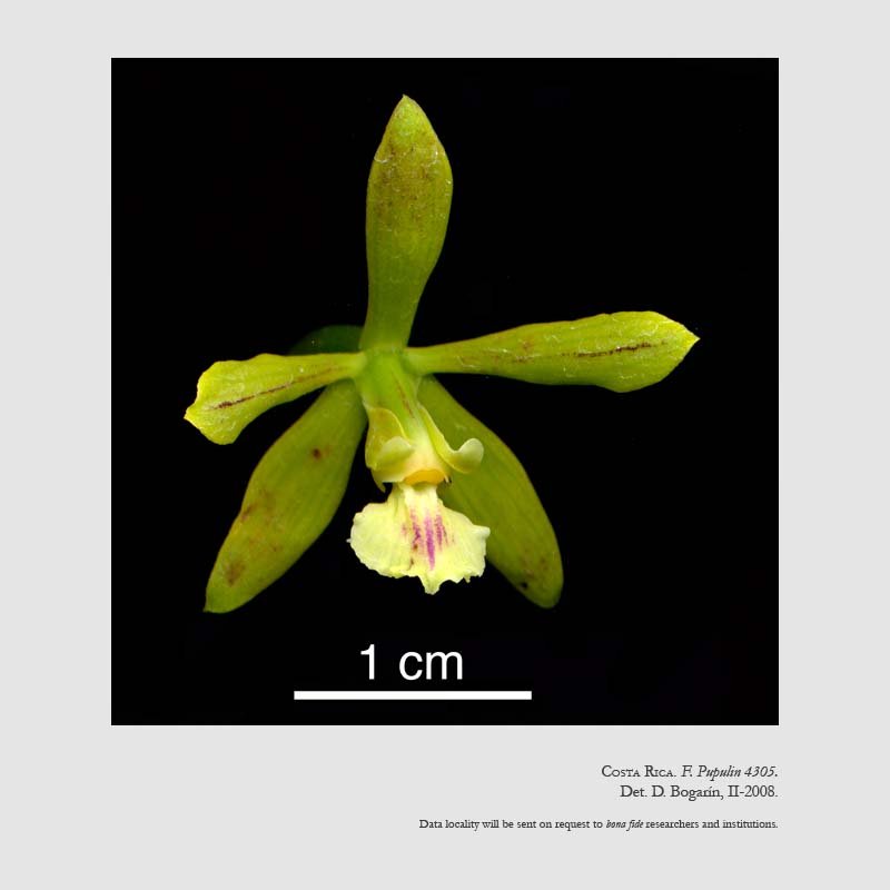 Encyclia chloroleuca