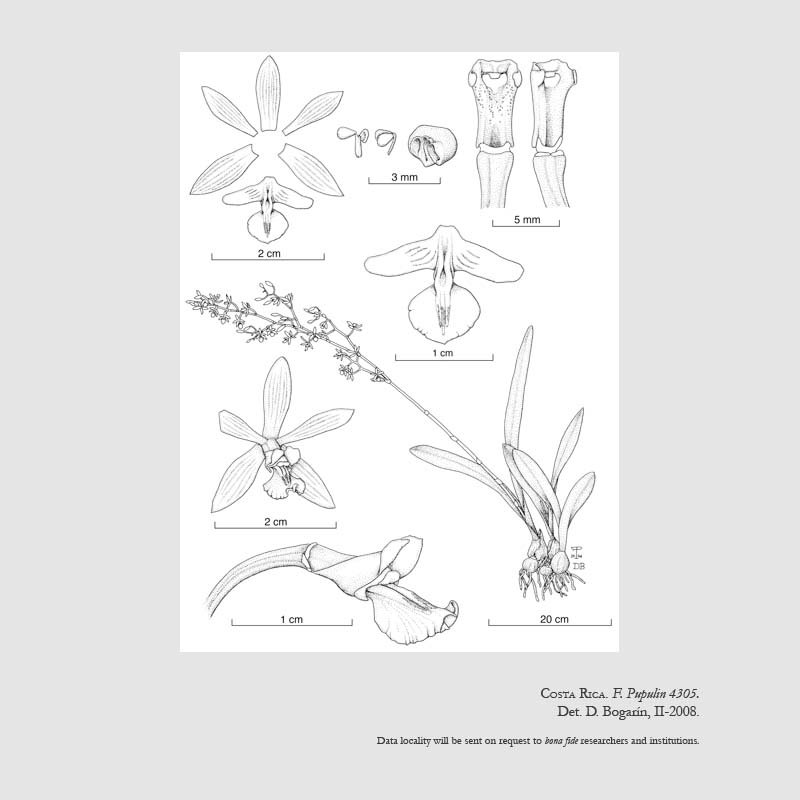 Encyclia chloroleuca