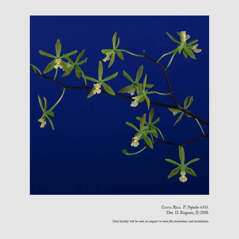 Encyclia chloroleuca