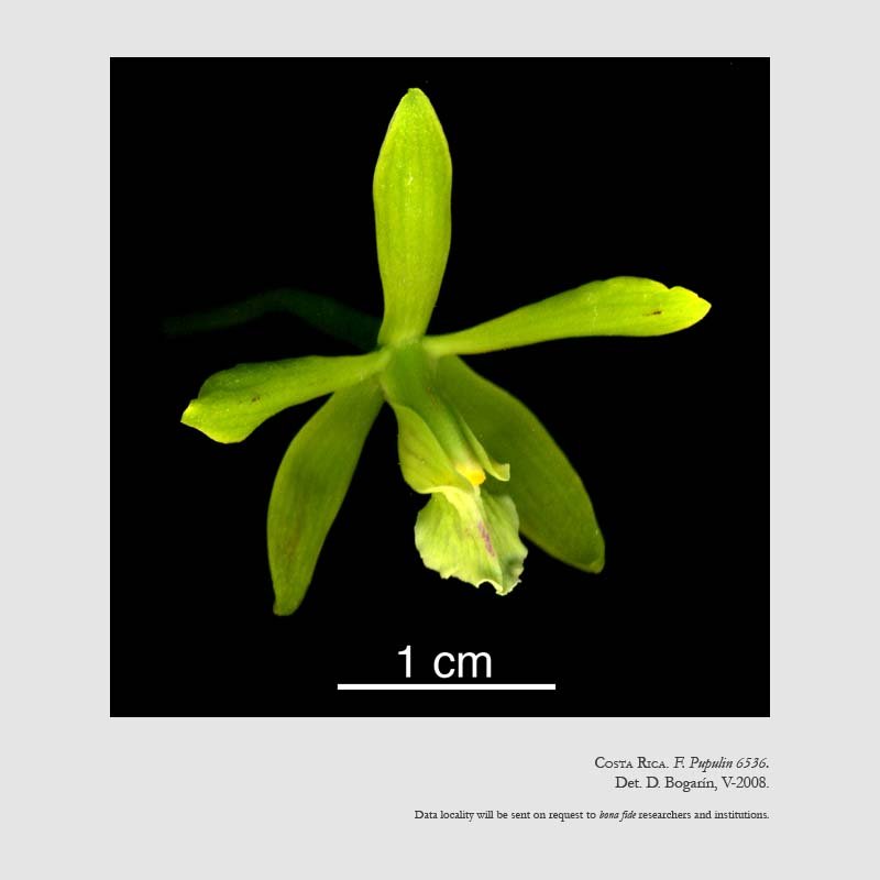 Encyclia chloroleuca