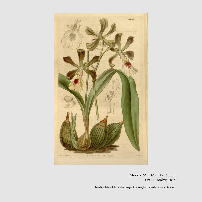 Epidendrum macrochilum