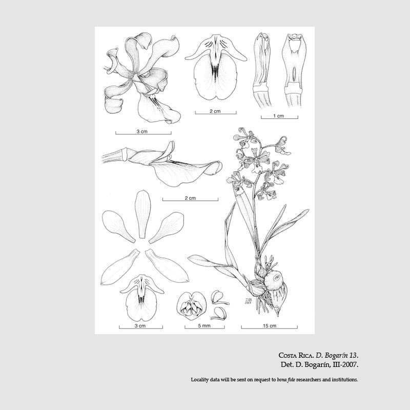 Encyclia cordigera