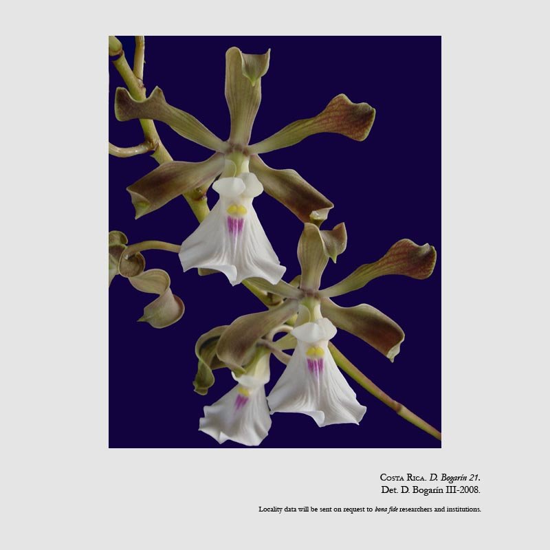 Encyclia cordigera