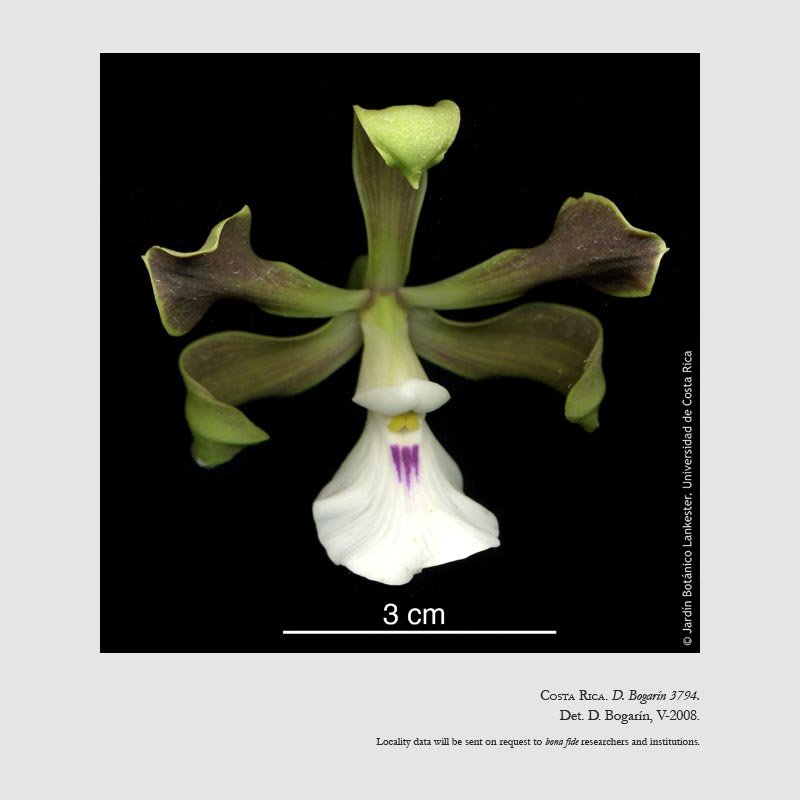 Encyclia cordigera