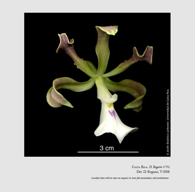 Encyclia cordigera