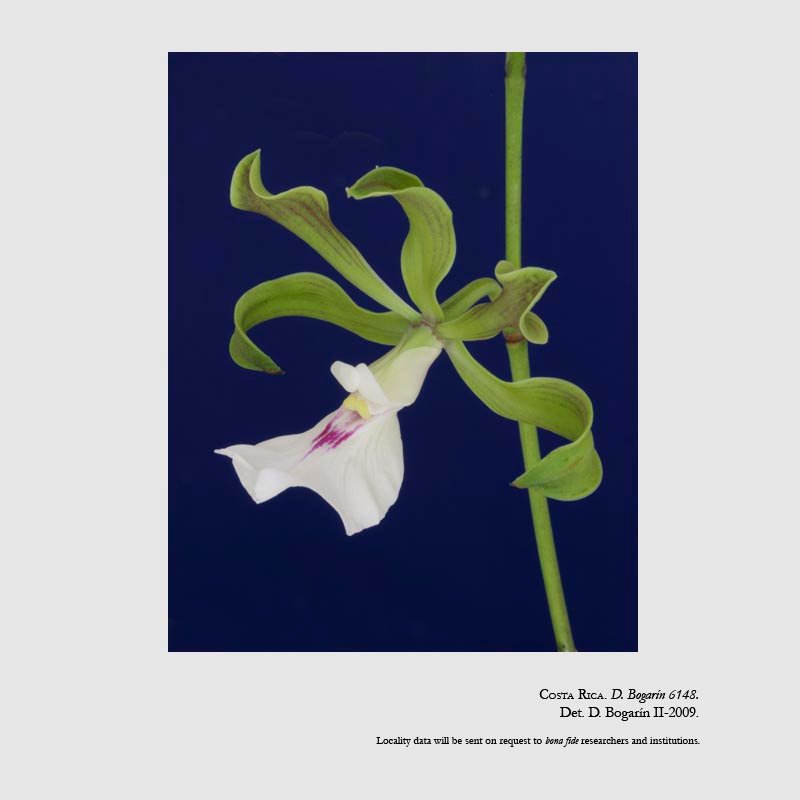 Encyclia cordigera