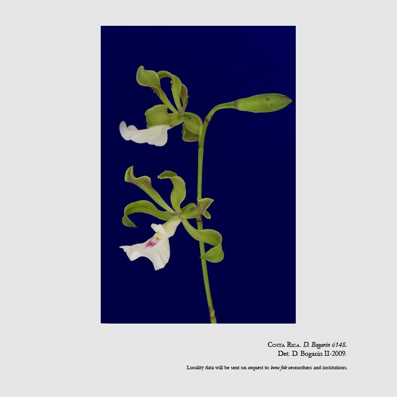 Encyclia cordigera