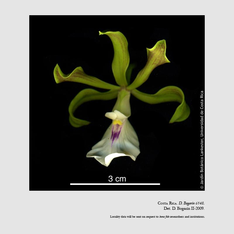 Encyclia cordigera