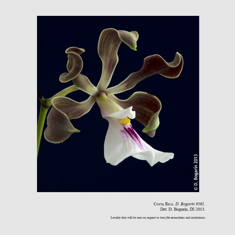 Encyclia cordigera