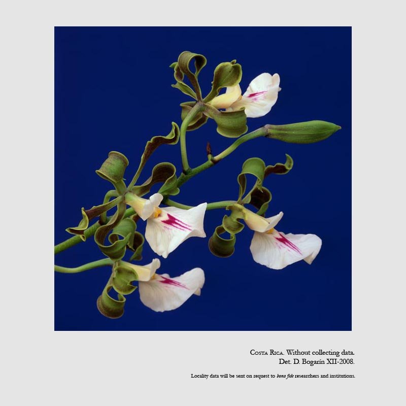 Encyclia cordigera