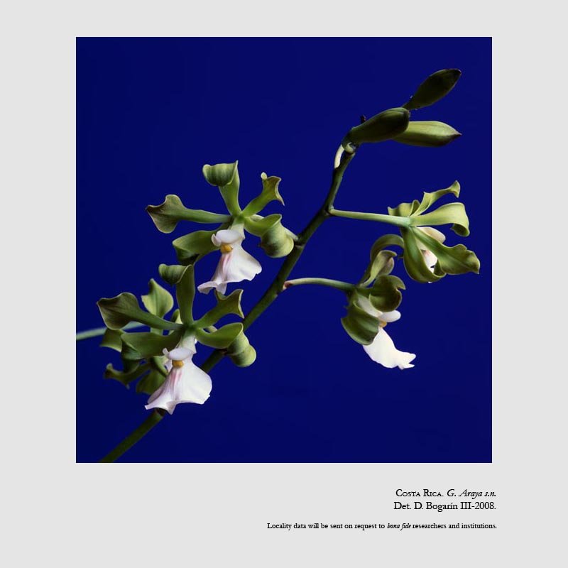 Encyclia cordigera