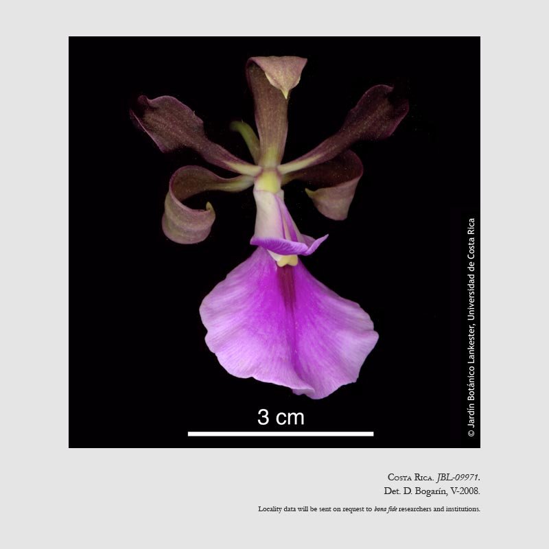 Encyclia cordigera