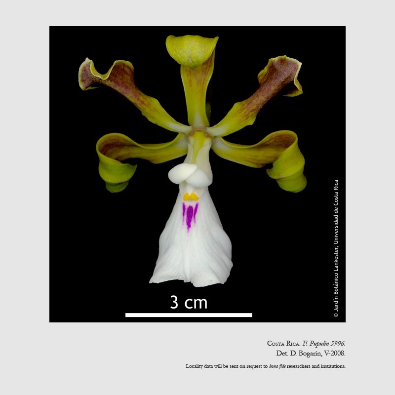 Encyclia cordigera