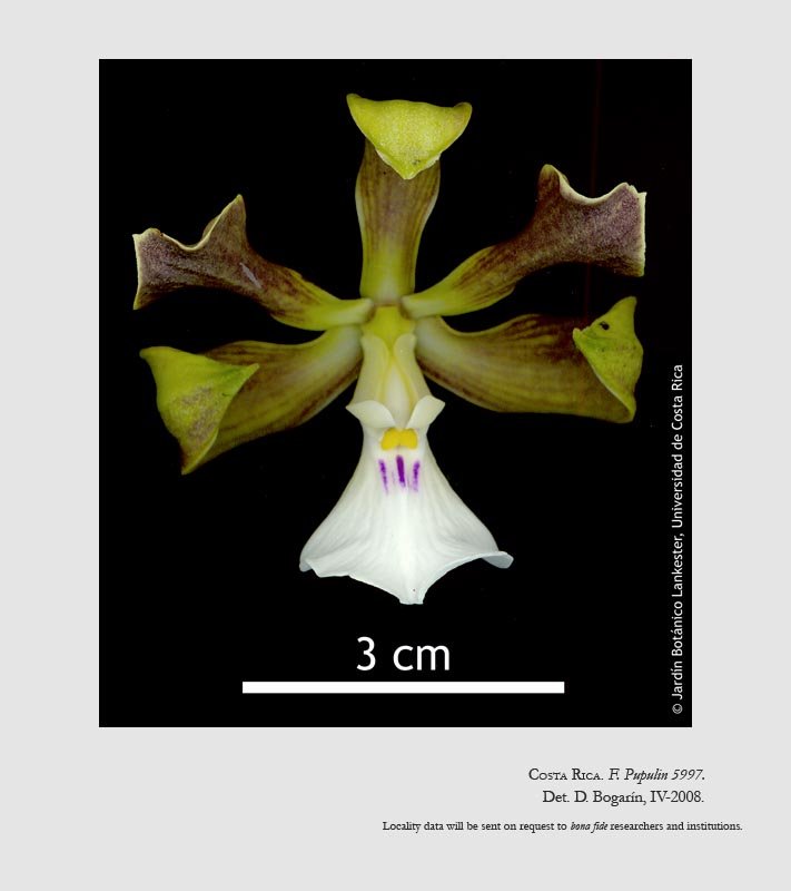 Encyclia cordigera