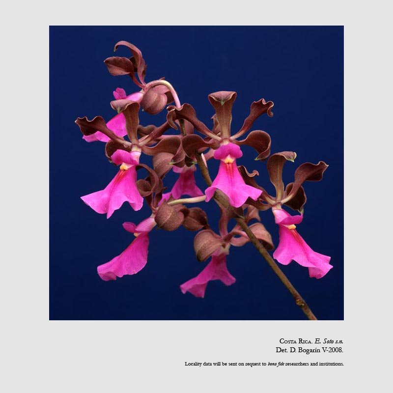 Encyclia cordigera