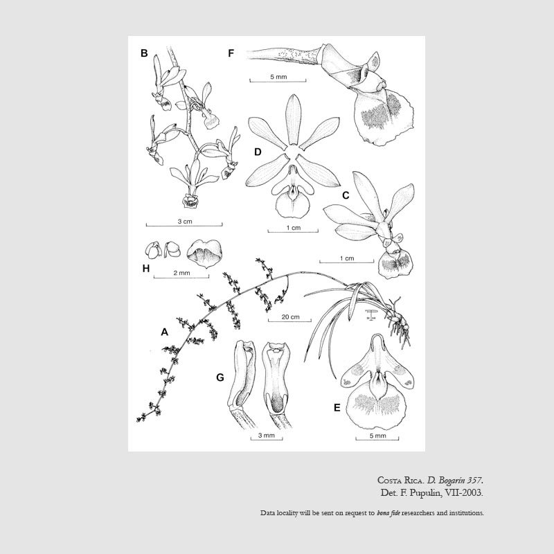 Encyclia ossenbachiana