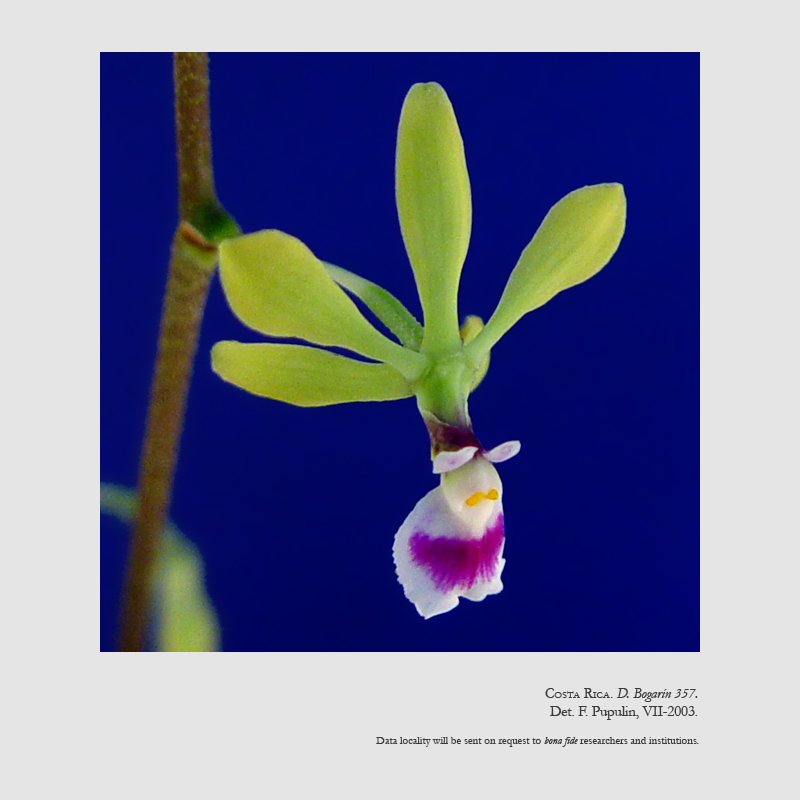 Encyclia ossenbachiana