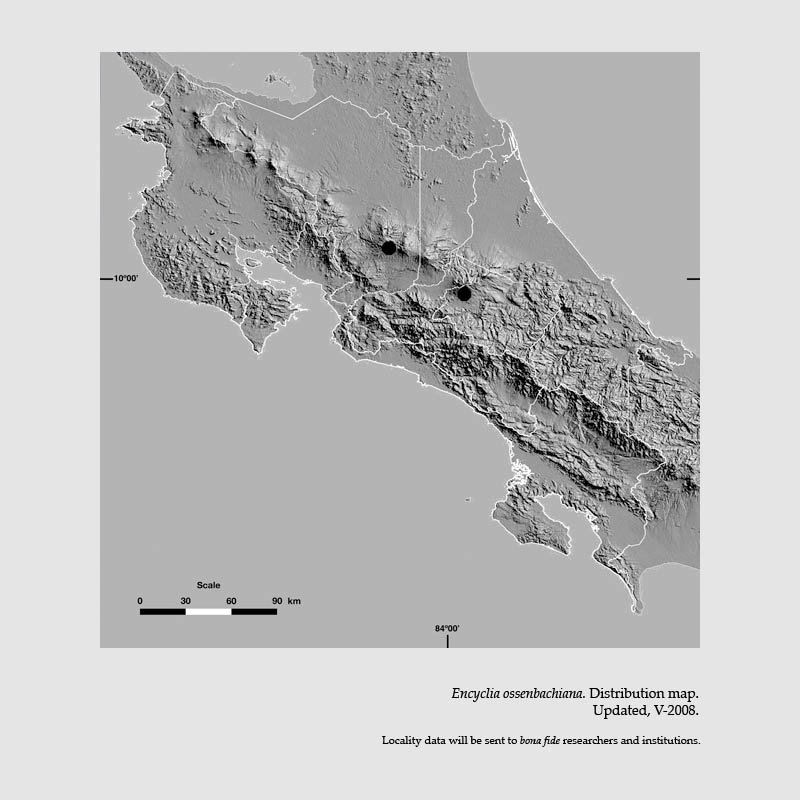 Encyclia ossenbachiana