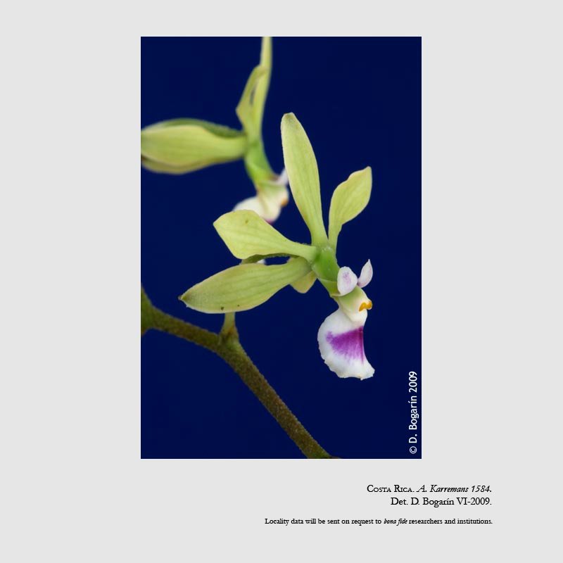 Encyclia ossenbachiana