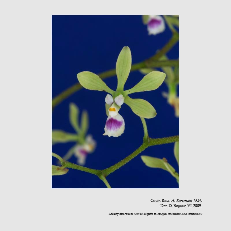 Encyclia ossenbachiana