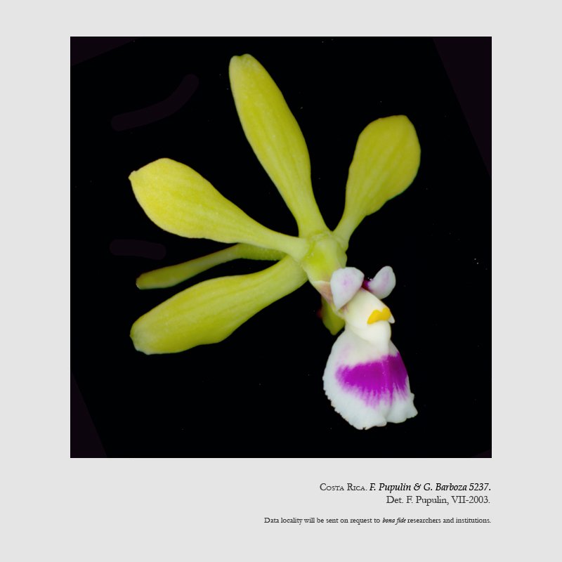 Encyclia ossenbachiana