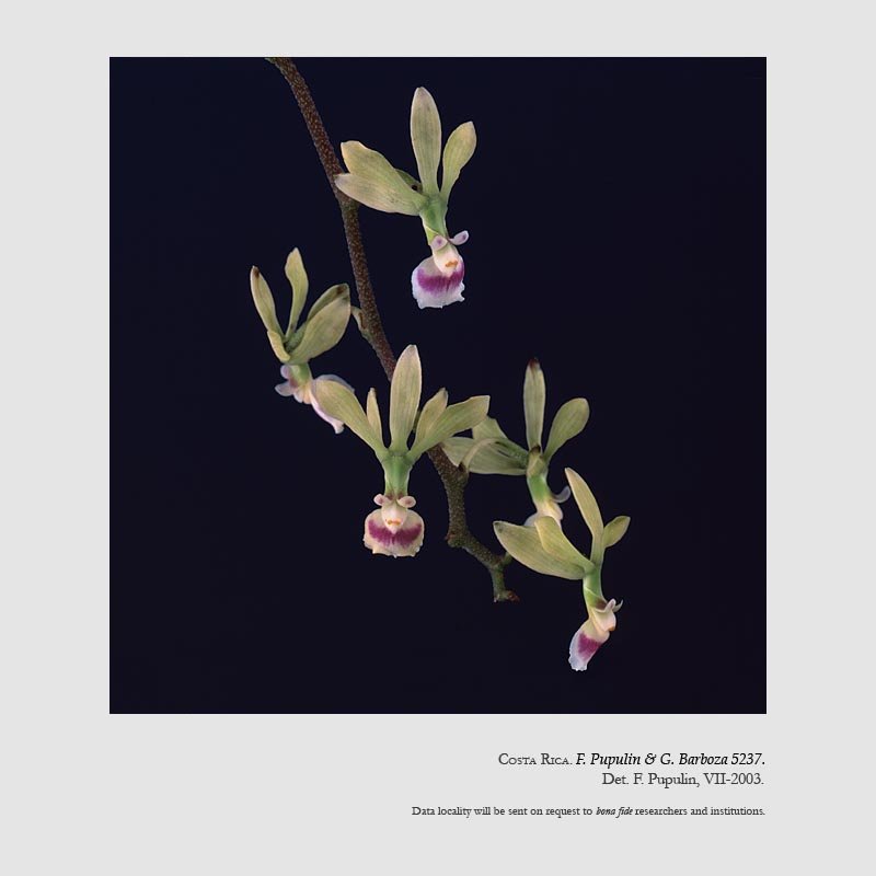 Encyclia ossenbachiana