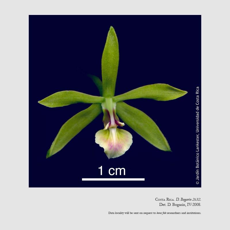 Encyclia peraltensis