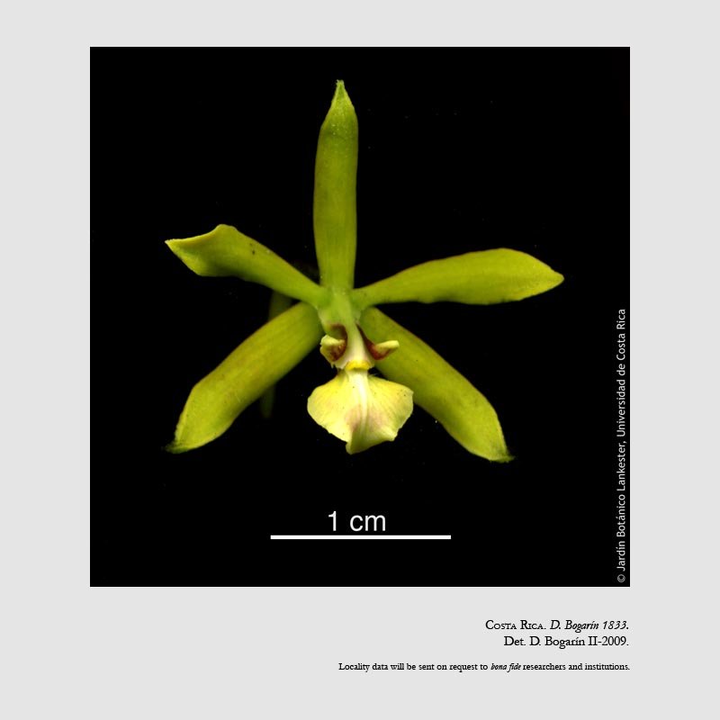 Encyclia peraltensis