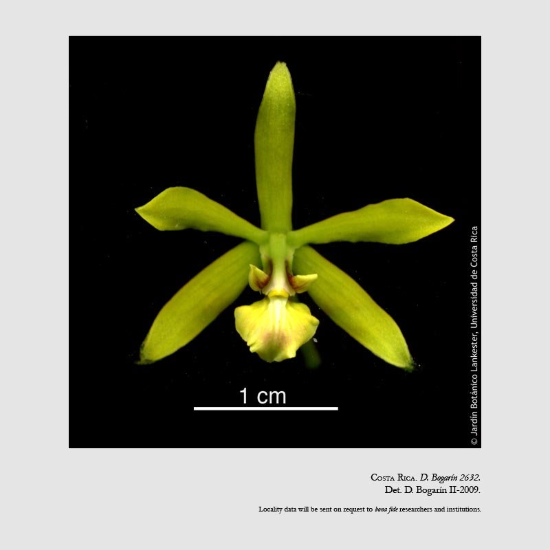 Encyclia peraltensis