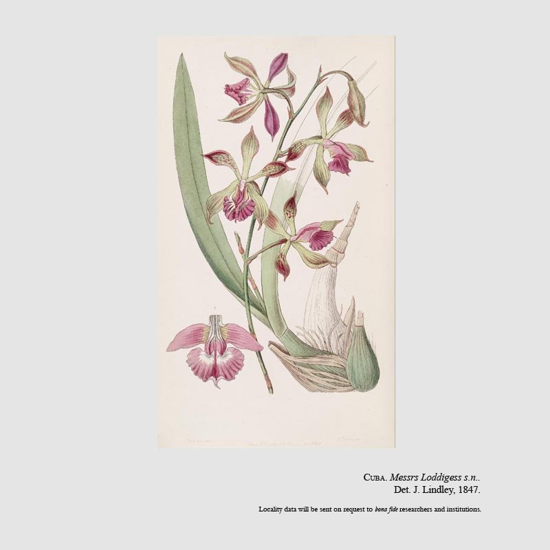 Encyclia plicata
