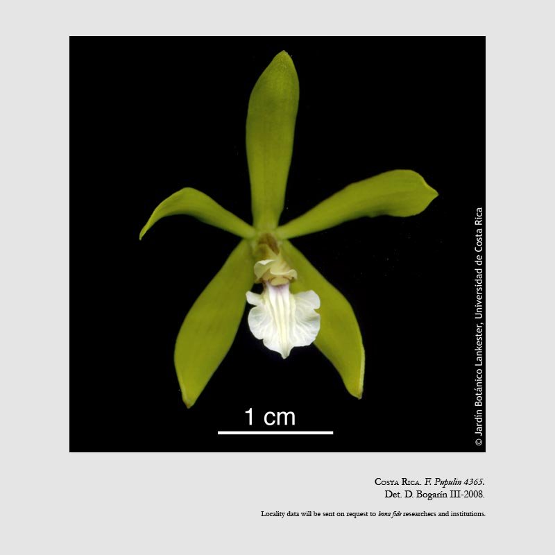 Encyclia stellata