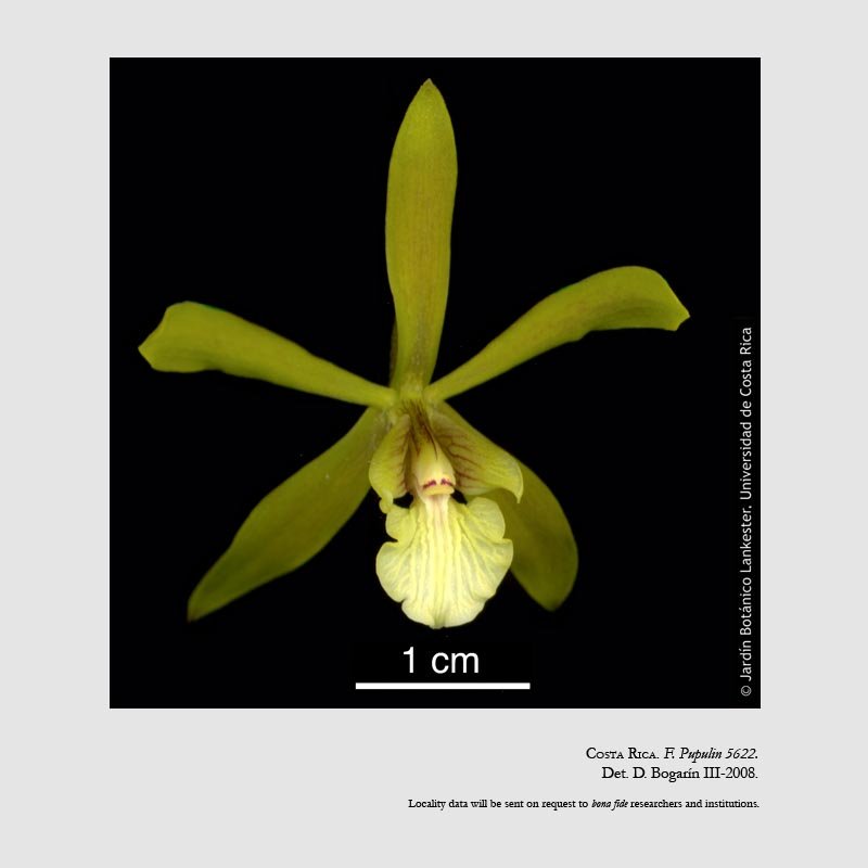 Encyclia stellata