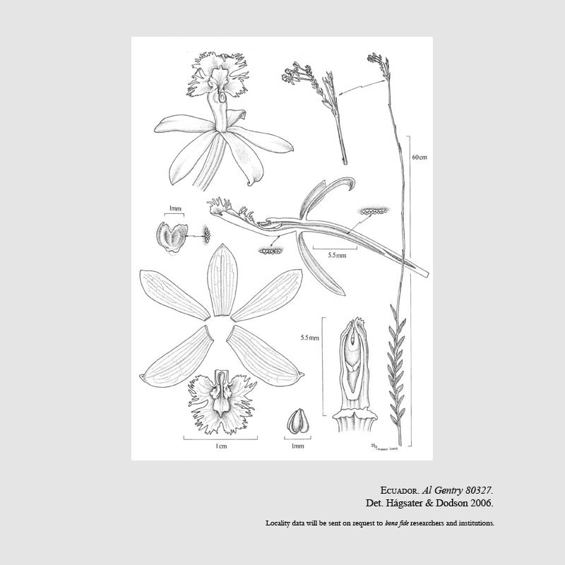 Epidendrum acroscopeum