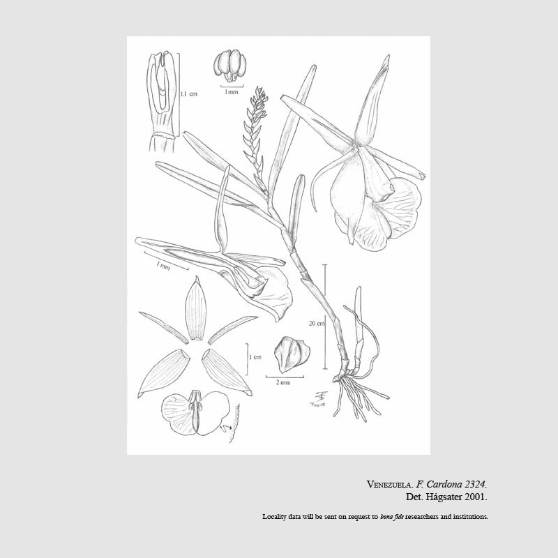 Epidendrum amazonicoriifolium