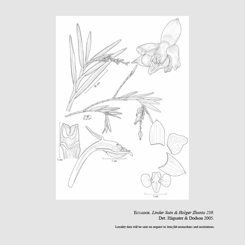Epidendrum ampelospathum