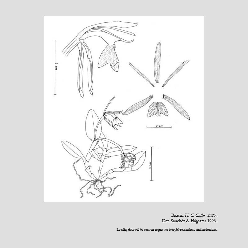 Epidendrum anatipedium