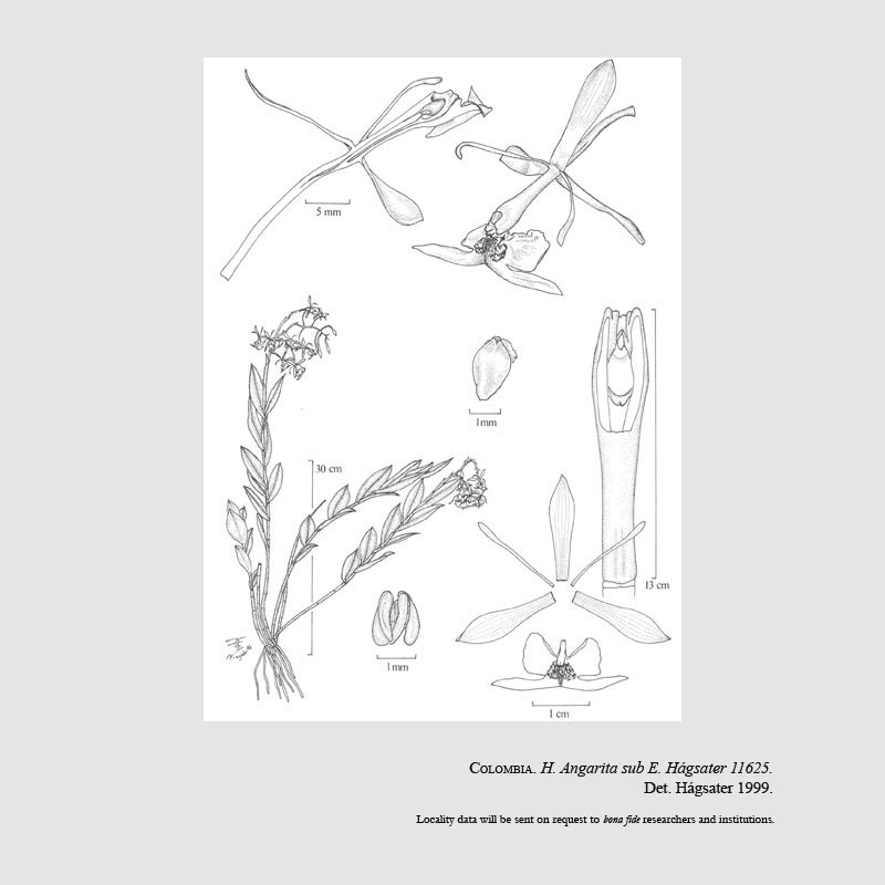 Epidendrum angaritae