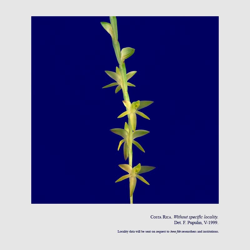 Epidendrum anoglossum