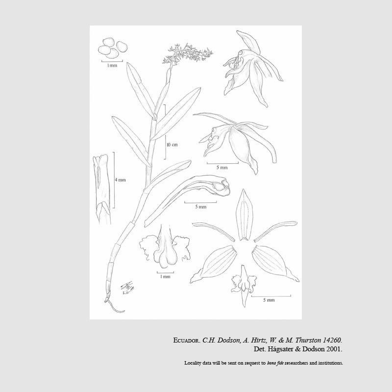 Epidendrum anthoceroides