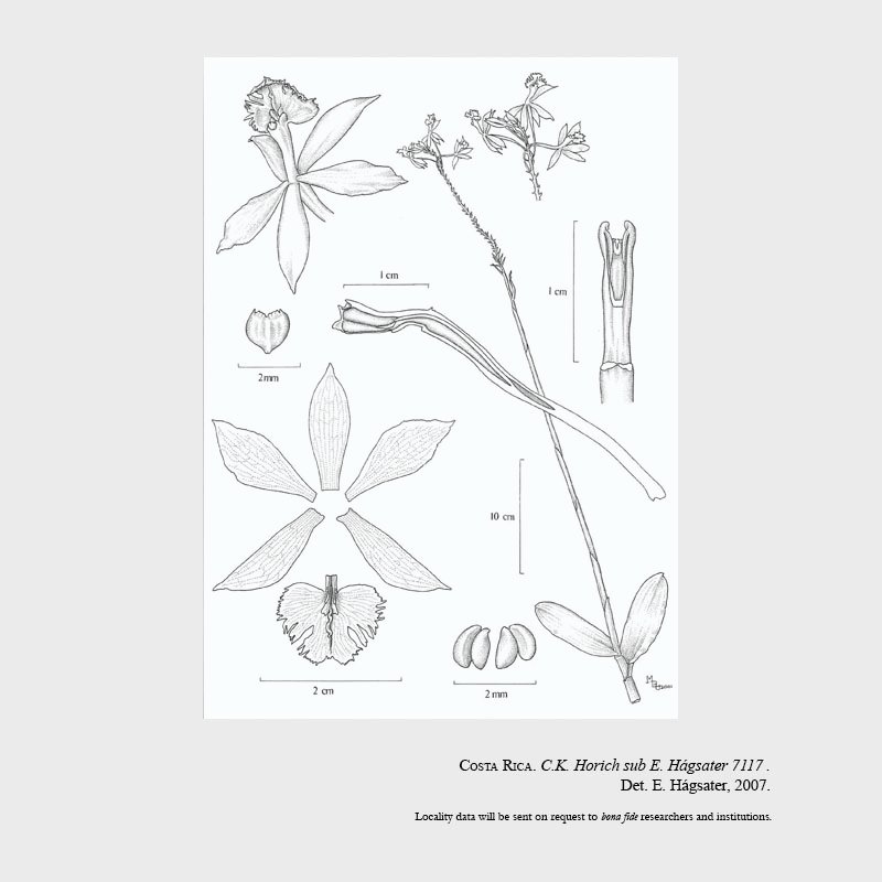 Epidendrum apatotylosum