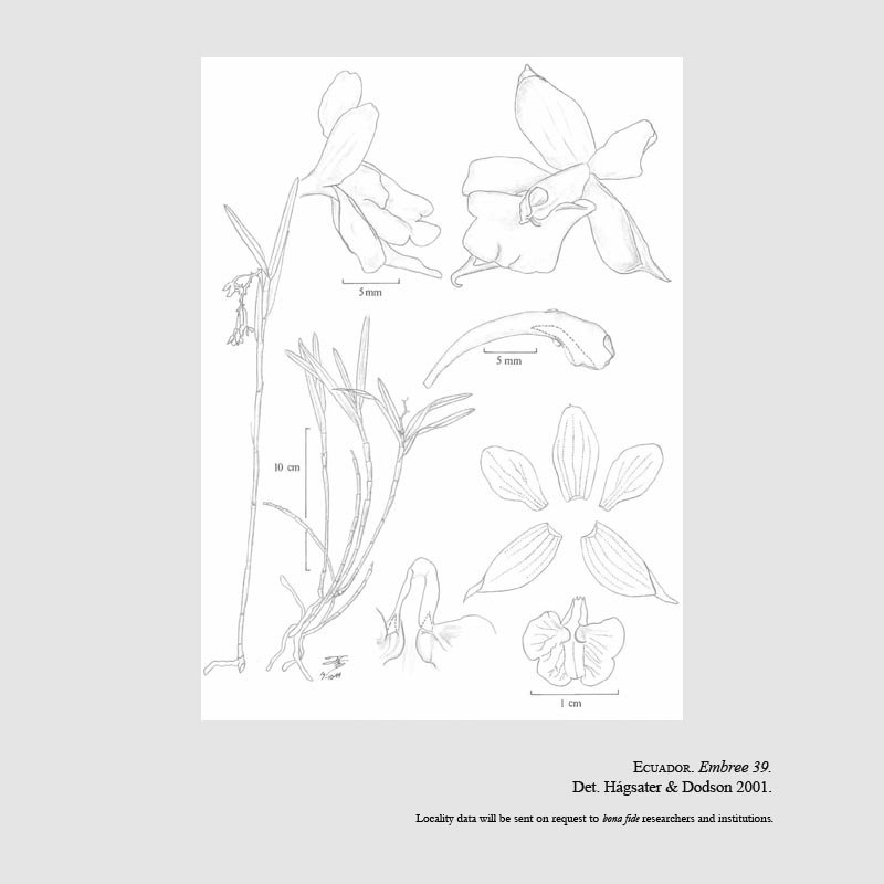 Epidendrum aristoloides