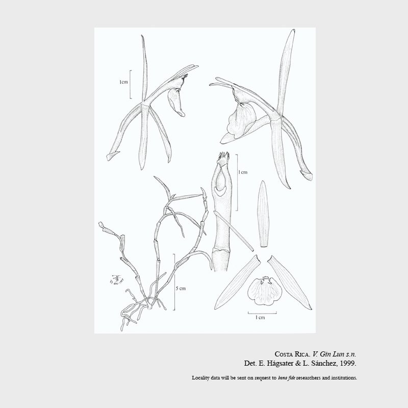 Epidendrum atwoodii