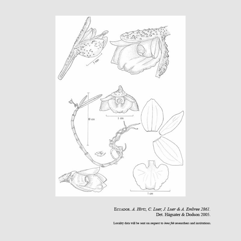 Epidendrum aureoglobiflorum