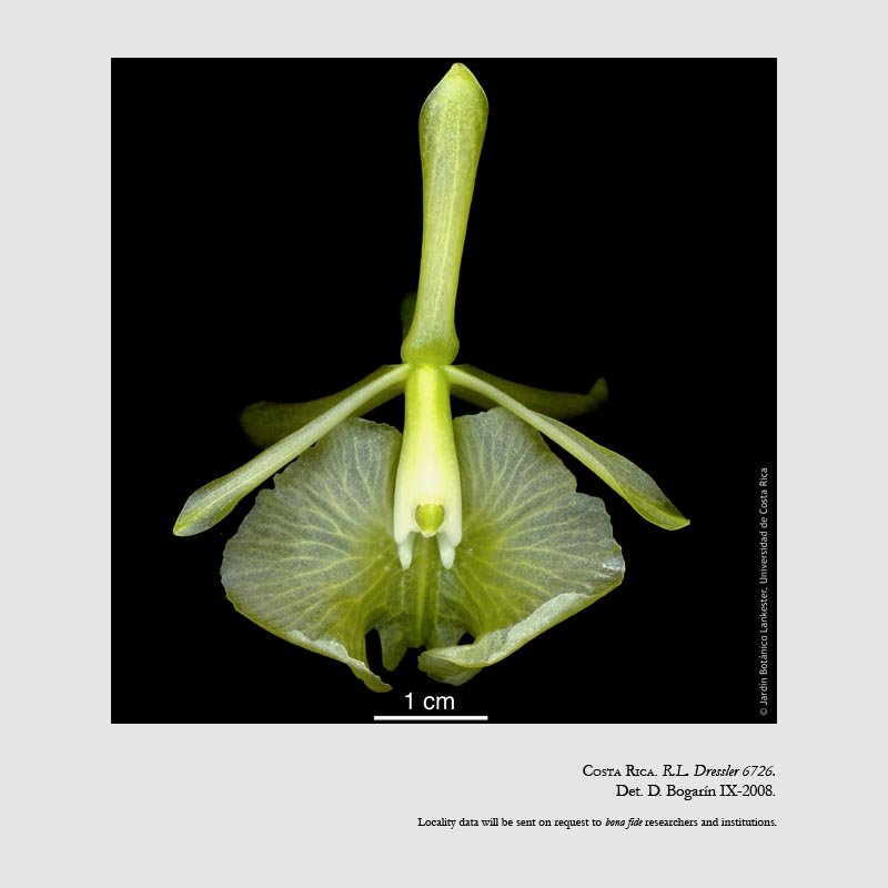 Epidendrum barbeyanum
