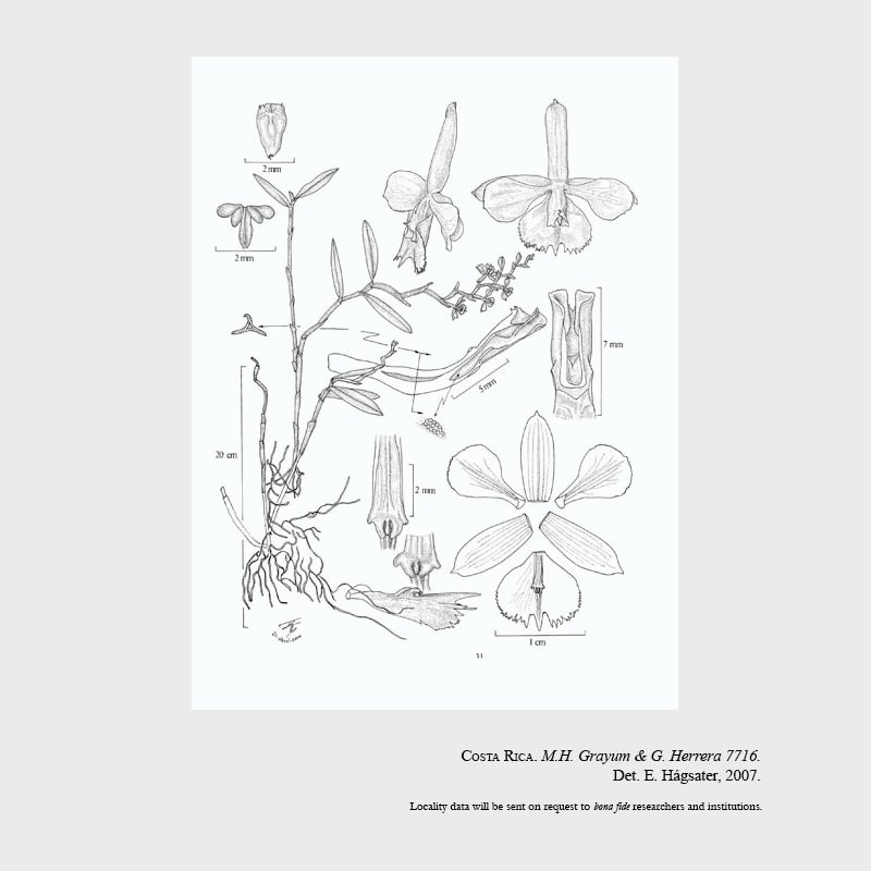 Epidendrum bicuniculatum