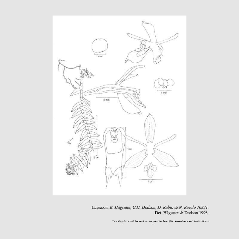 Epidendrum bonitense