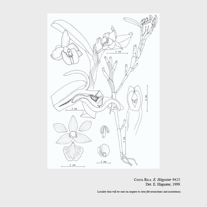 Epidendrum brachyclinium