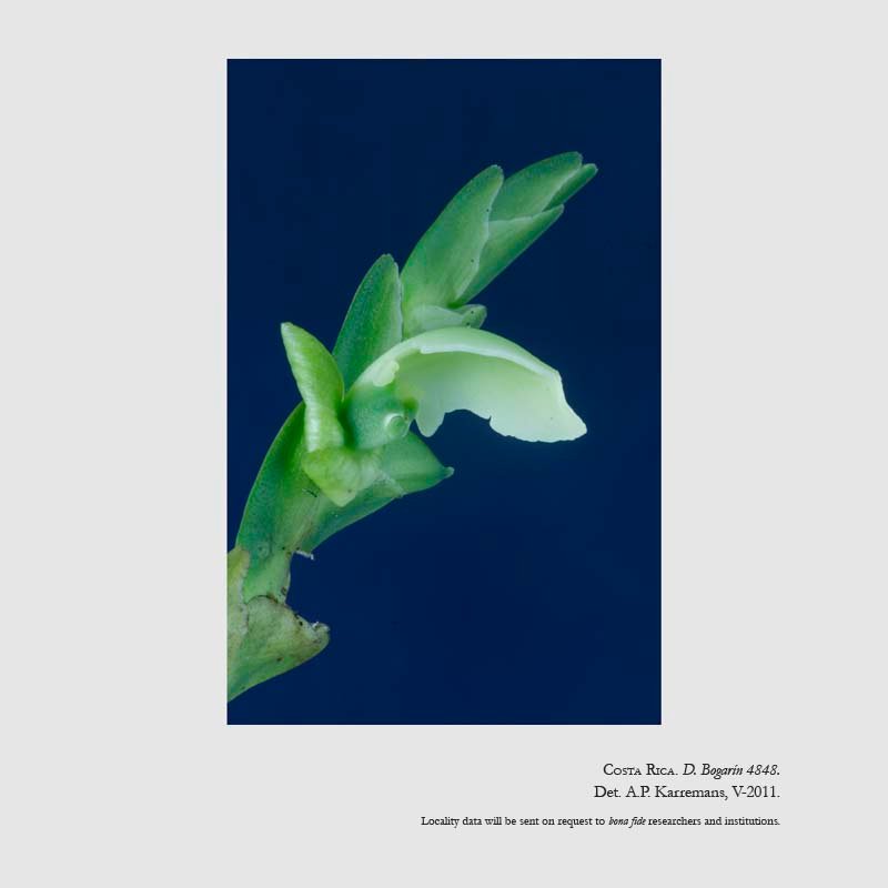 Epidendrum concavilabium