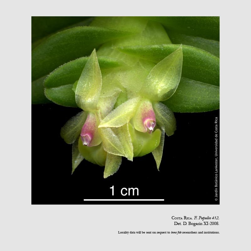 Epidendrum congestum