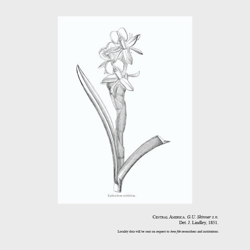 Epidendrum coriifolium